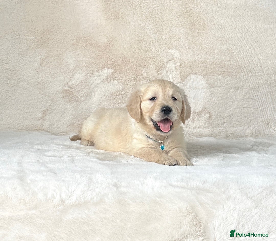 Golden Retriever dogs for sale: Stunning golden retriever puppies for sale  - Advert 30