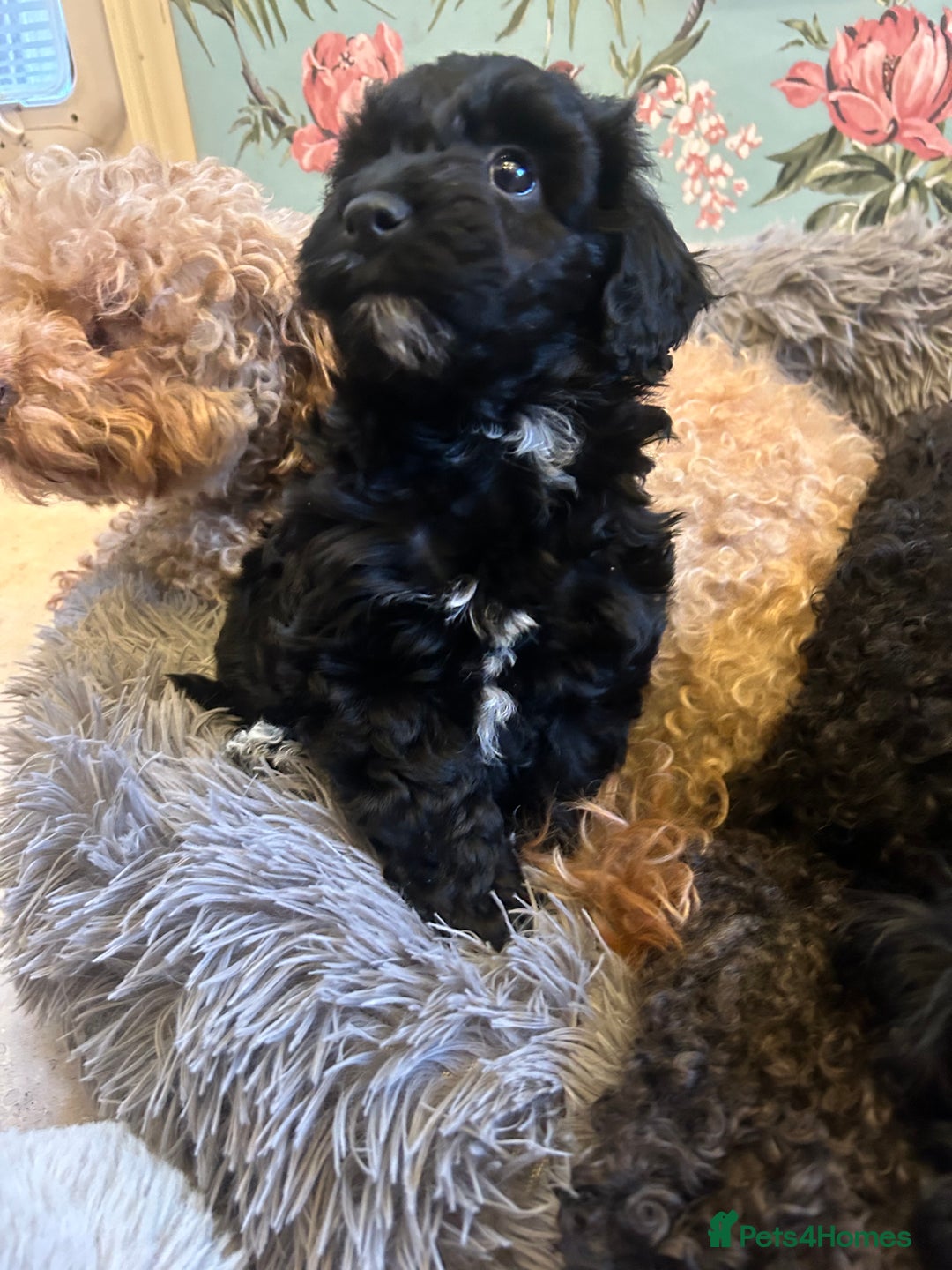 Toy Poodle dogs for sale: Beautiful Toy poodle girls Available next weekend  - Advert 7