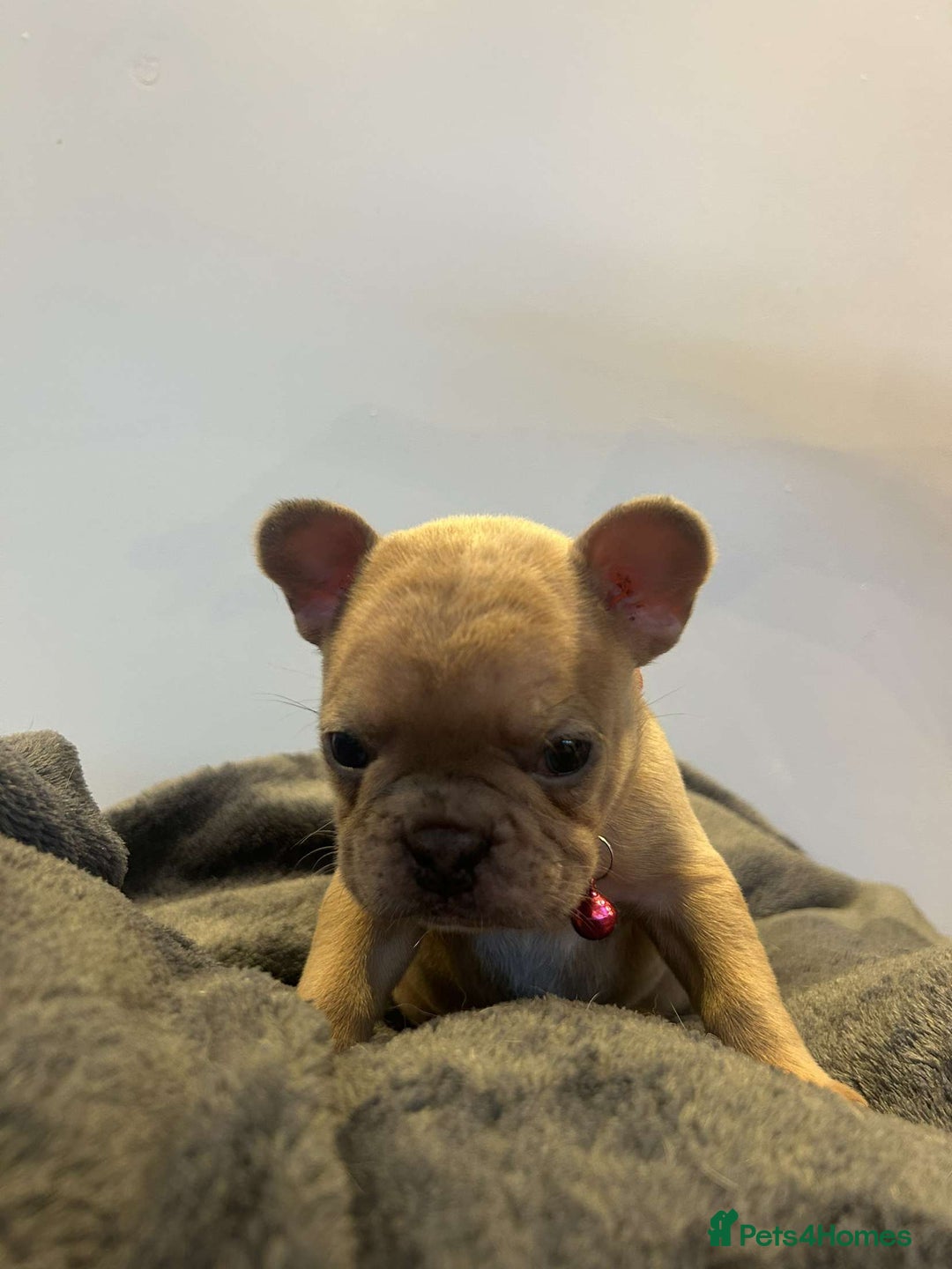 French Bulldog dogs for sale: French Bulldog Puppies  - Image 3