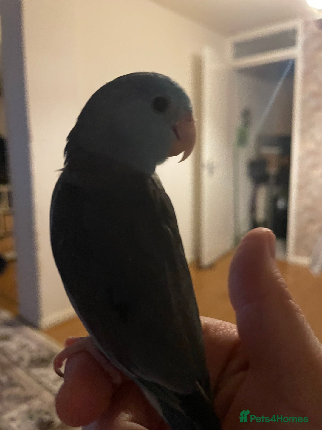 Parakeets birds for sale: Beautiful hand tamed baby specific parottlet  - Advert 5