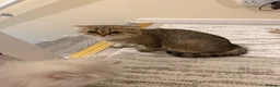 Scottish Fold cats for sale: Scottish Fold Golden Shaded Golden Tabby Colouring - Advert 4