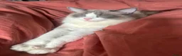 Ragdoll cats for sale: Beautiful female ragdoll  - Advert 2