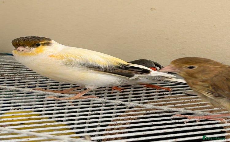 Canaries birds - Advert 16