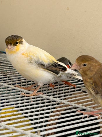 Canaries birds - Advert 11
