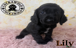 Cocker Spaniel dogs for sale: 🖤 Quality Cocker Spaniels 🖤 Ready Now 🖤 - Image 5
