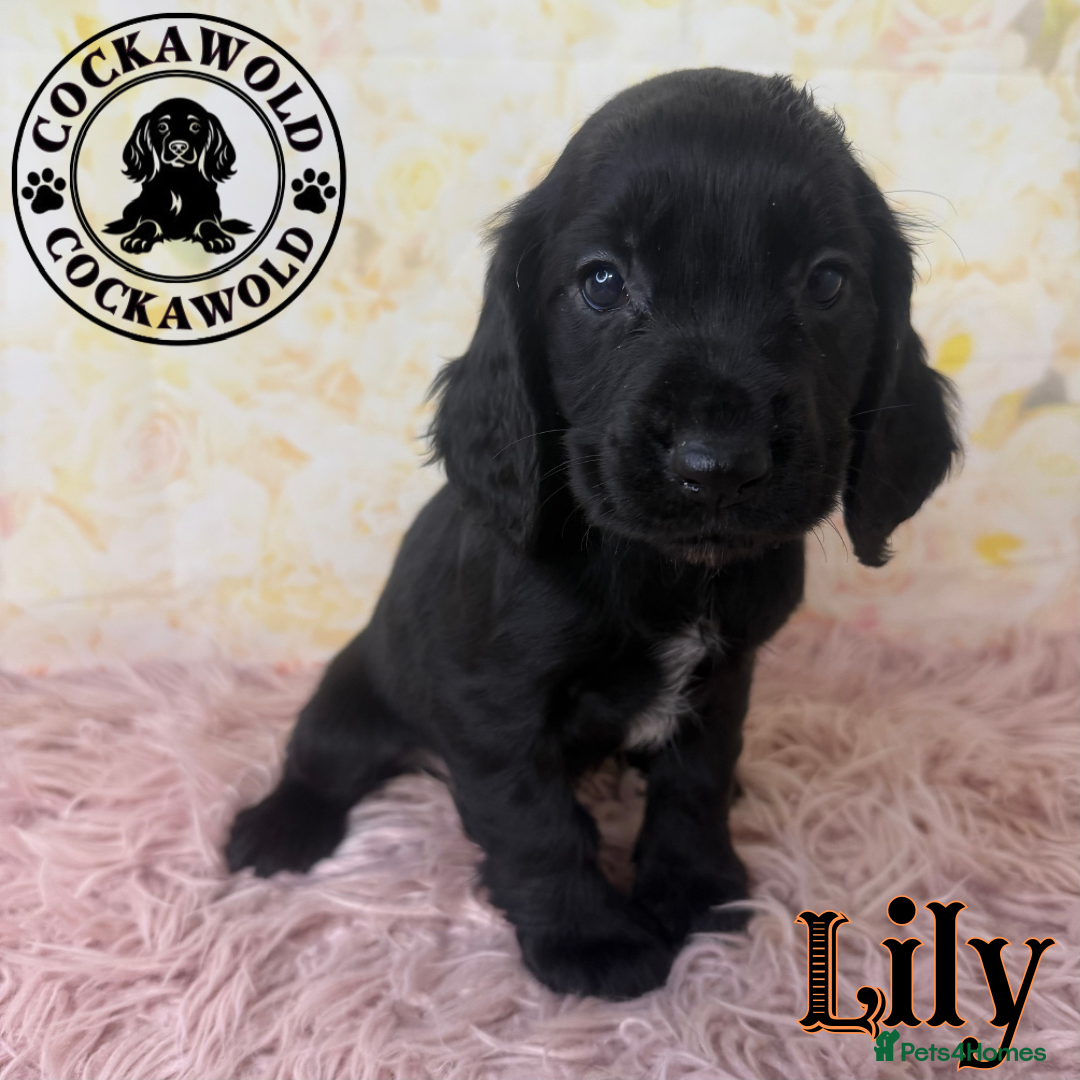 Cocker Spaniel dogs for sale: 🖤 Quality Cocker Spaniels 🖤 Ready Now 🖤 - Image 5