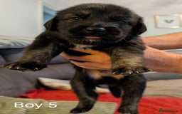 Mixed Breed dogs for sale: Golden Shepherd Puppies  - Image 5