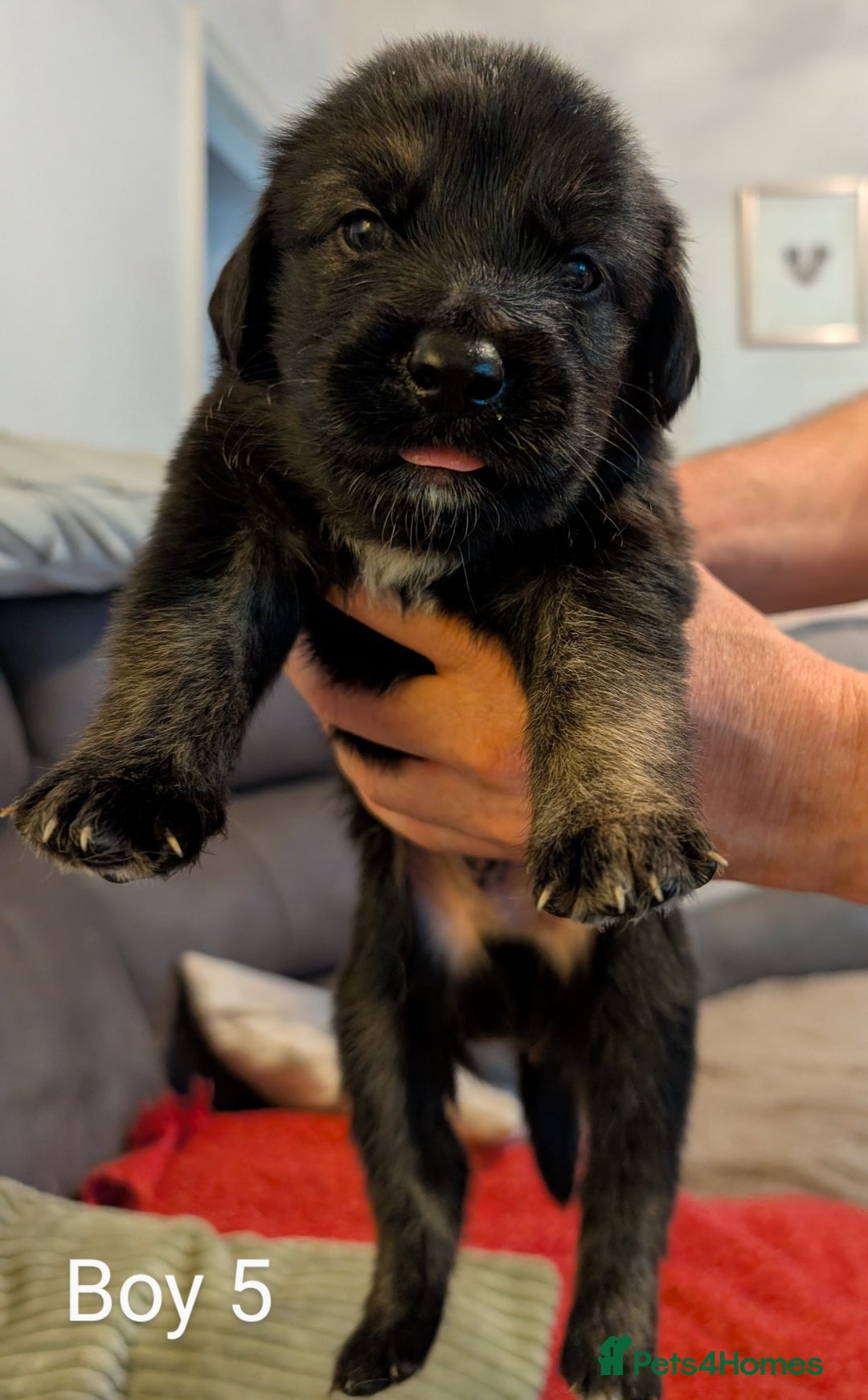 Mixed Breed dogs for sale: Golden Shepherd Puppies  - Image 5
