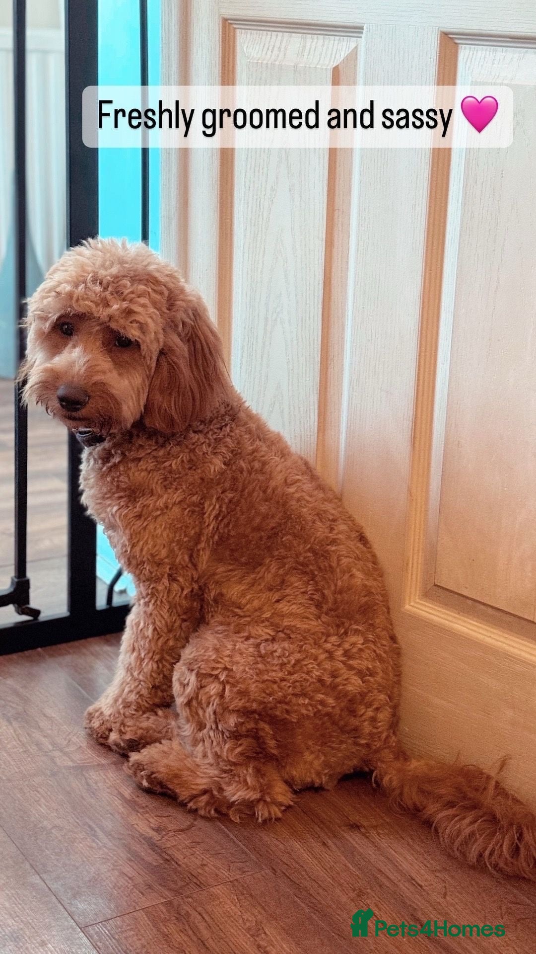Cockapoo dogs 🎀 Fizz, a very special Cockapoo girl 🩷 - Advert 3