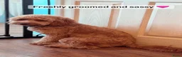 Cockapoo dogs for sale: 🎀 Fizz, a very special Cockapoo girl 🩷 - Advert 1