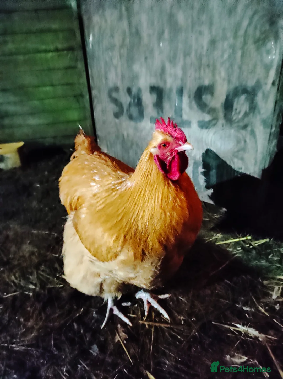Chickens poultry for sale: Buff Orpington cockerel - Advert 1