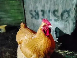 Chickens poultry Buff Orpington cockerel - Advert 2
