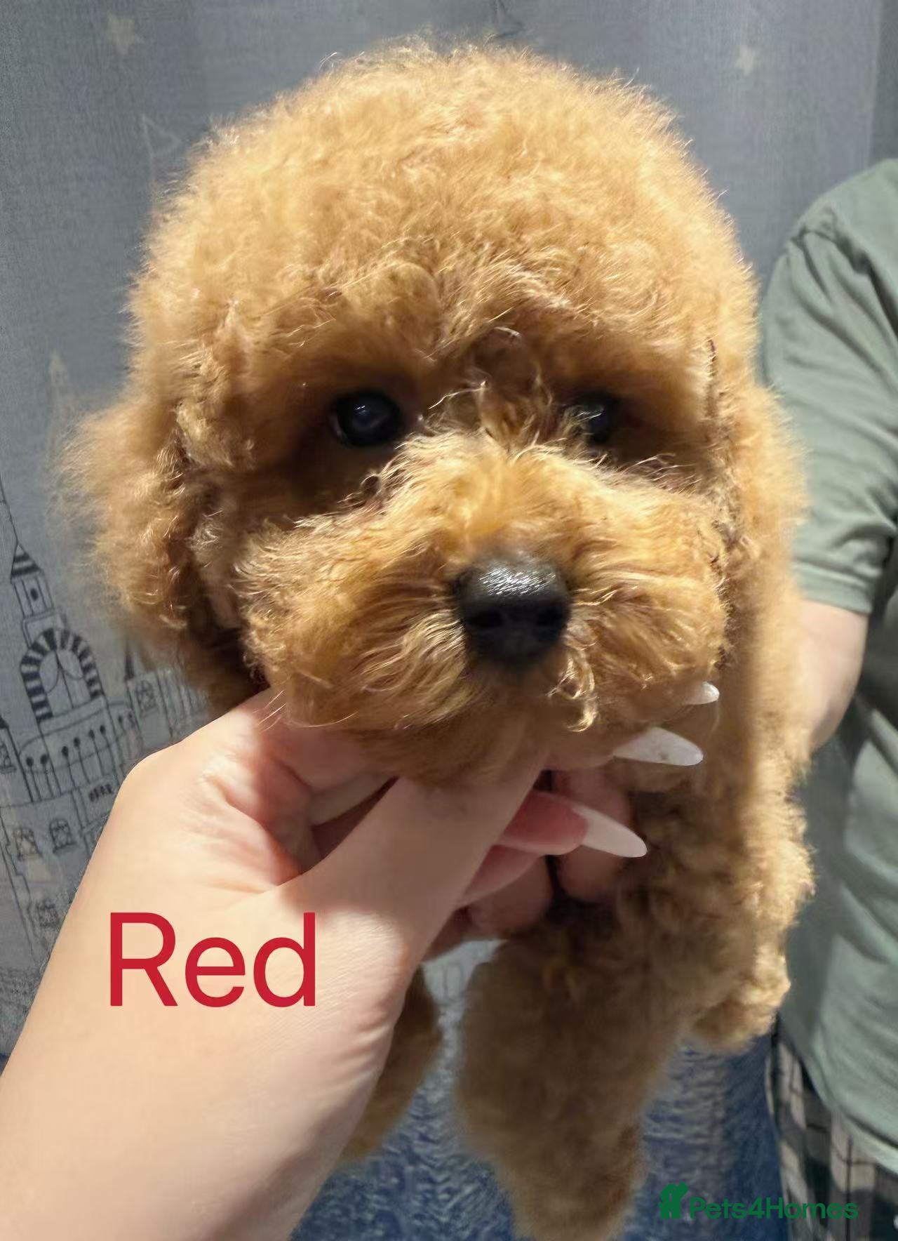 Toy Poodle dogs for sale: KC reg Beautiful red toy poodles. in Chislehurst - Advert 5