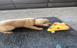Golden Retriever dogs for sale: Beautiful Golden Retriever puppies - Image 11