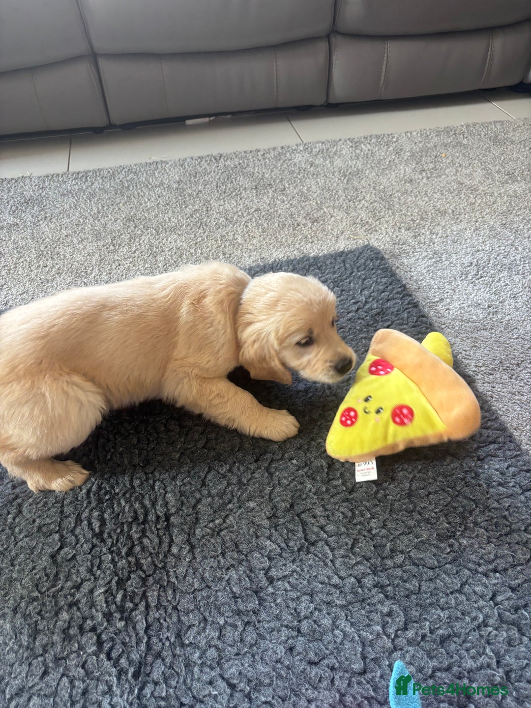 Golden Retriever dogs for sale: Beautiful Golden Retriever puppies - Image 11