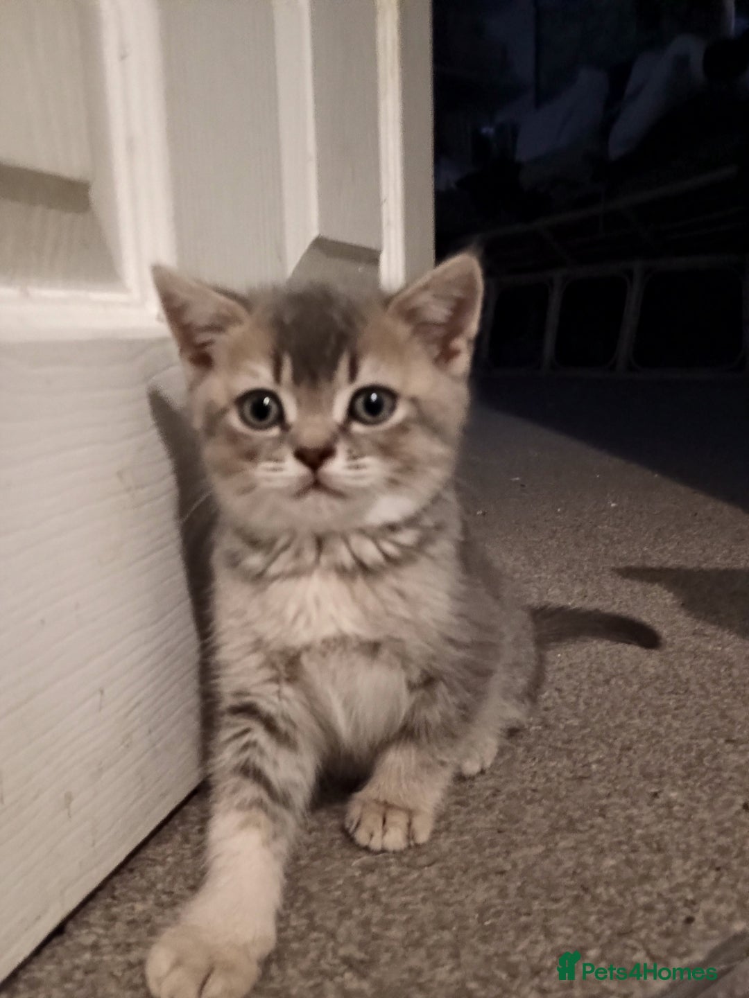 British Shorthair cats for sale: British shorthair kittens - Advert 12