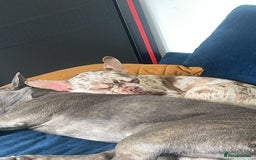 French Bulldog dogs for sale: French bulldog  - Image 3