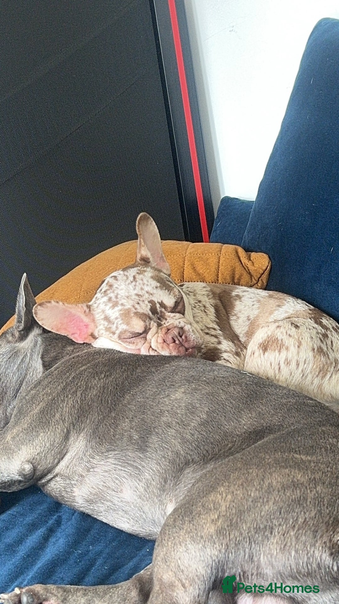 French Bulldog dogs for sale: French bulldog  - Image 3