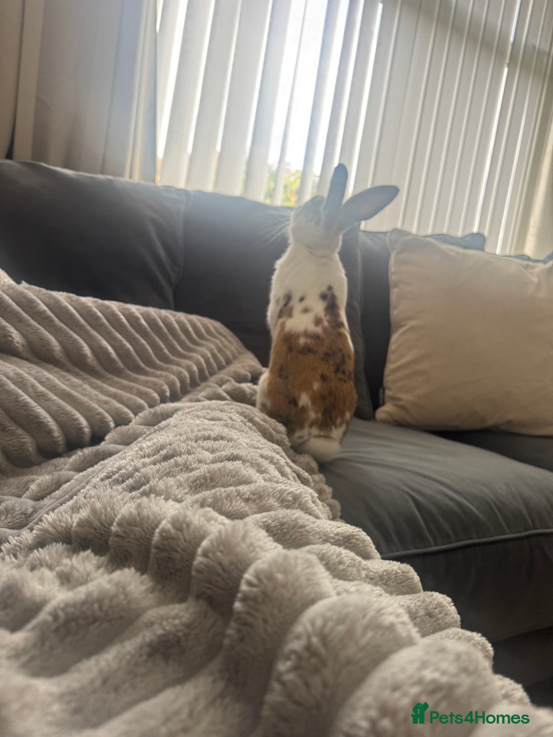English Spot rabbits for sale: Tri coloured male rabbit - Image 2
