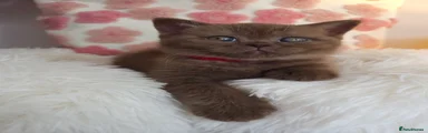 British Shorthair 6
