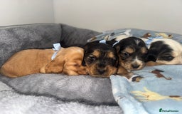 Cocker Spaniel dogs for sale: Beautiful show type cocker spaniel puppies  - Image 10