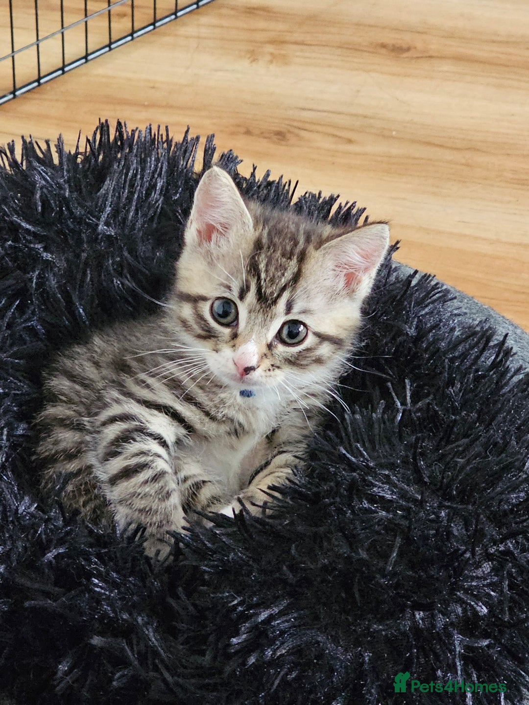 Ragcoon cats for sale: 2 Male kittens looking for forever homes  - Image 14