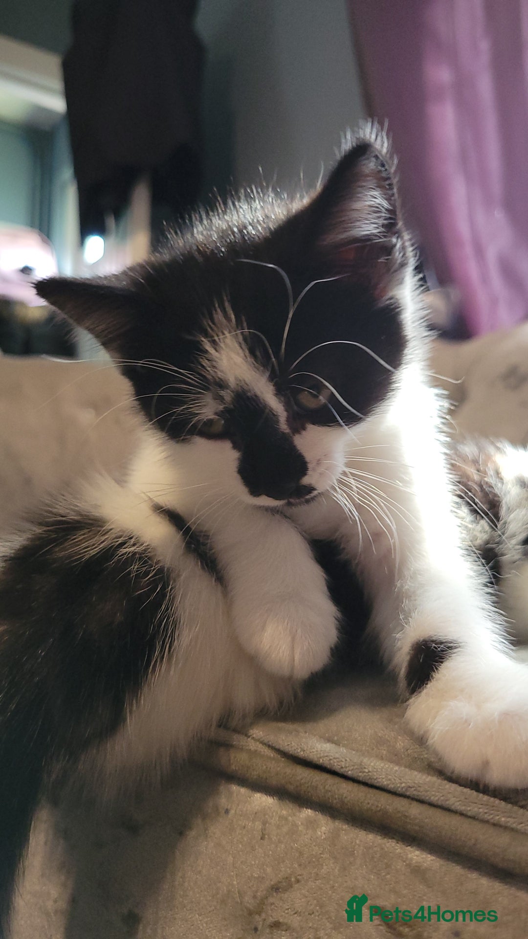 Domestic Shorthair cats for sale: 3 playful kittens - Image 2