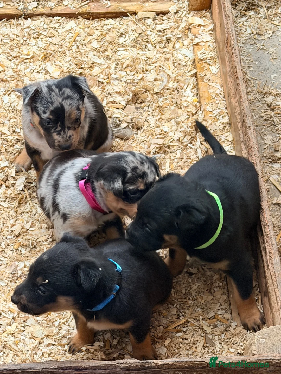 Mixed Breed dogs for sale: 4 x female kelpie/australian cattle dog cross  - Advert 1