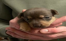 Jack Russell dogs for sale: Beautiful miniature Jack Russell puppies - Advert 8