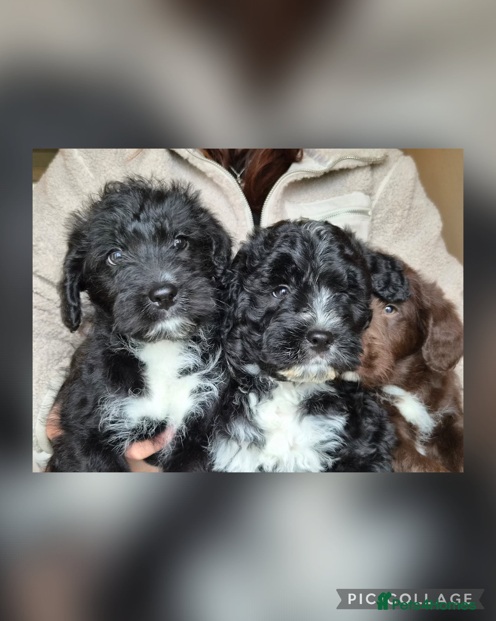 Bordoodle dogs Bordoodles (collie x poodle) - Advert 1