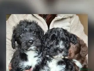 Bordoodle dogs Bordoodles (collie x poodle) - Advert 1
