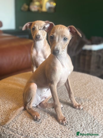 Italian Greyhound dogs - Advert 2
