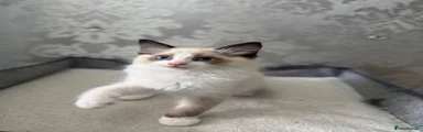 Ragdoll Kitten 3