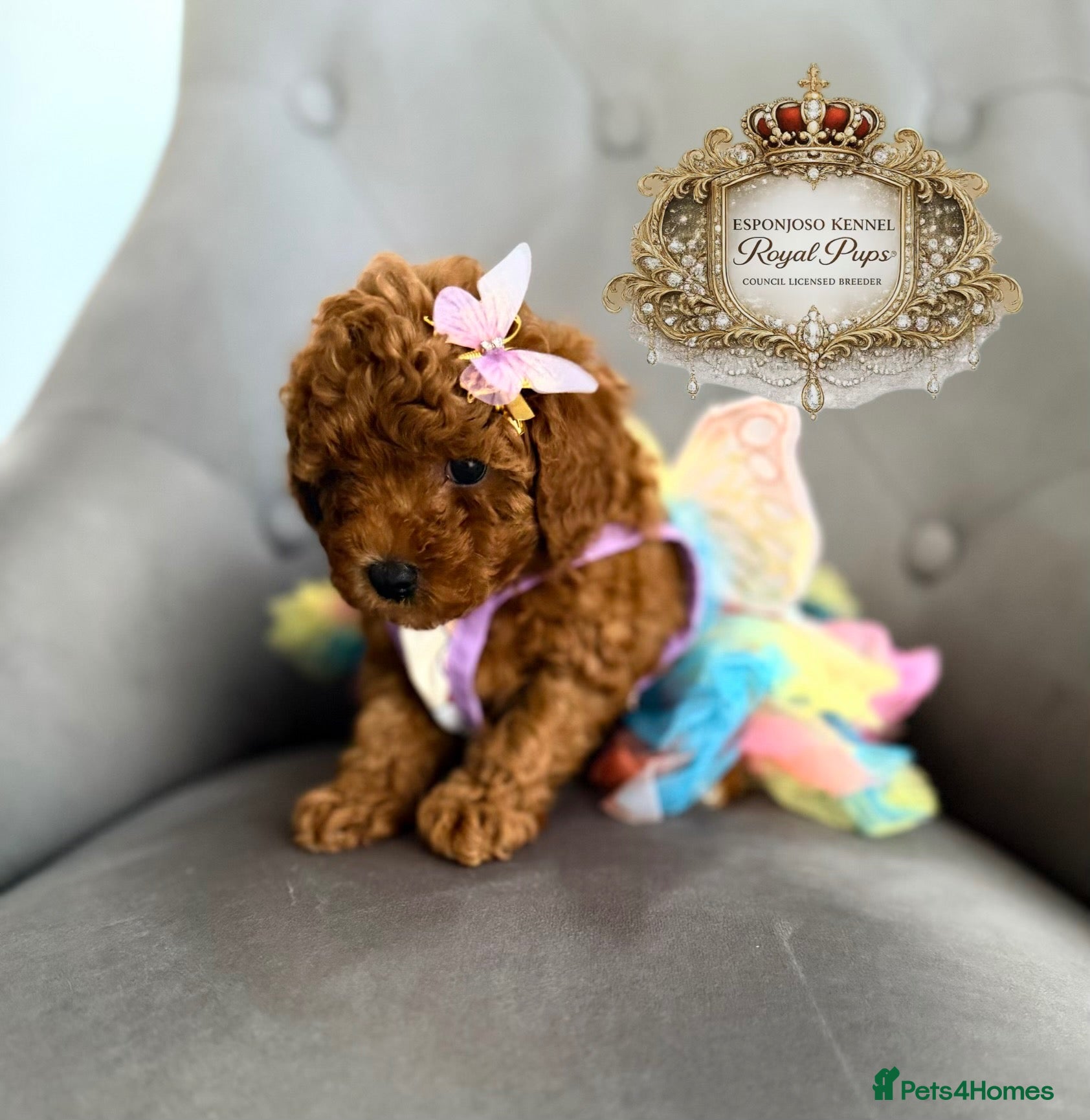 Toy Poodle dogs 5⭐️licensed ESPONJOSO tiny Half Asian Toy Poodle👑 - Advert 10