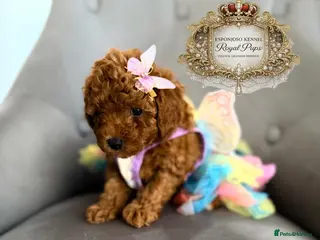 Toy Poodle dogs 👑 LAST GIRL 👑 5⭐ Licensed ESPONJOSO Toy Poodle👑 - Advert 11