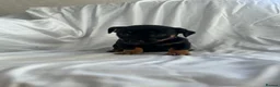 Jack Russell dogs for sale:  Jack Russell puppies for sale  - Advert 3