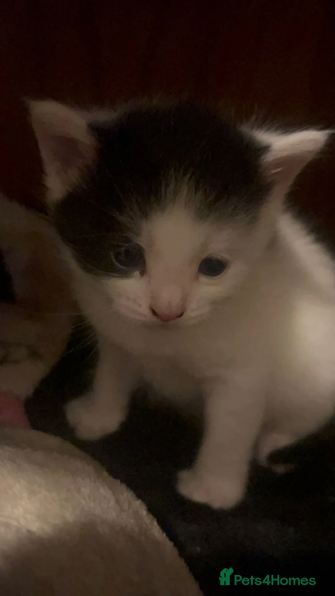 Mixed Breed cats for sale: 2 Healthy 9‑Week‑Old Kittens - Advert 2