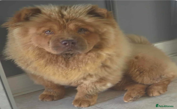 Chow Chow dogs - Advert 1