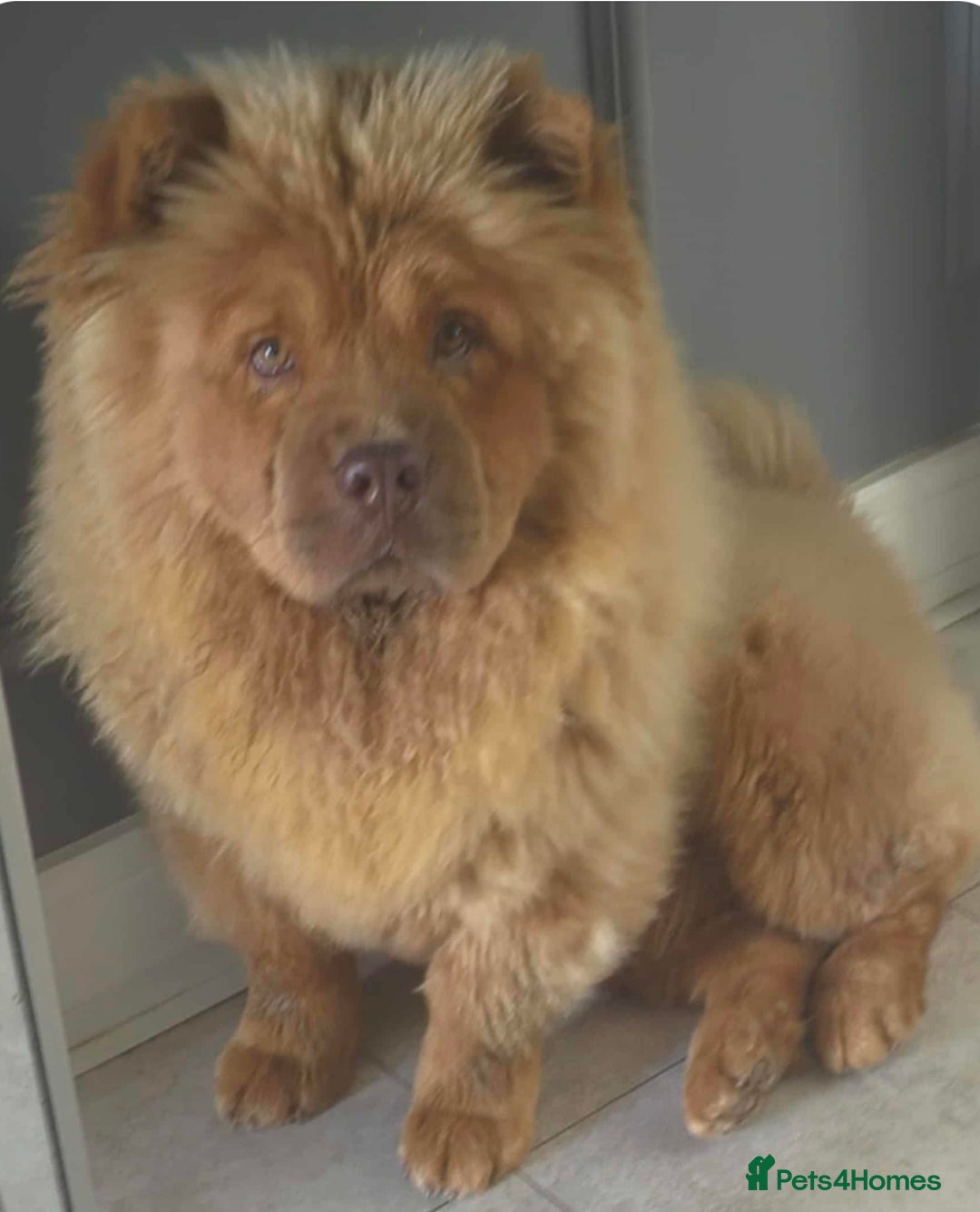 Chow Chow dogs for sale: 1 yr (almost) Female chow - Trained - Image 1