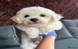 Bichon Frise dogs for sale: Bichon Frise Puppies  - Image 28