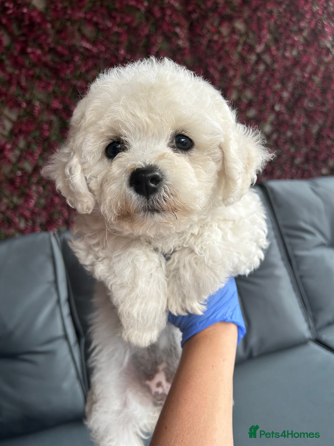 Bichon Frise dogs for sale: Bichon Frise Puppies  - Image 28