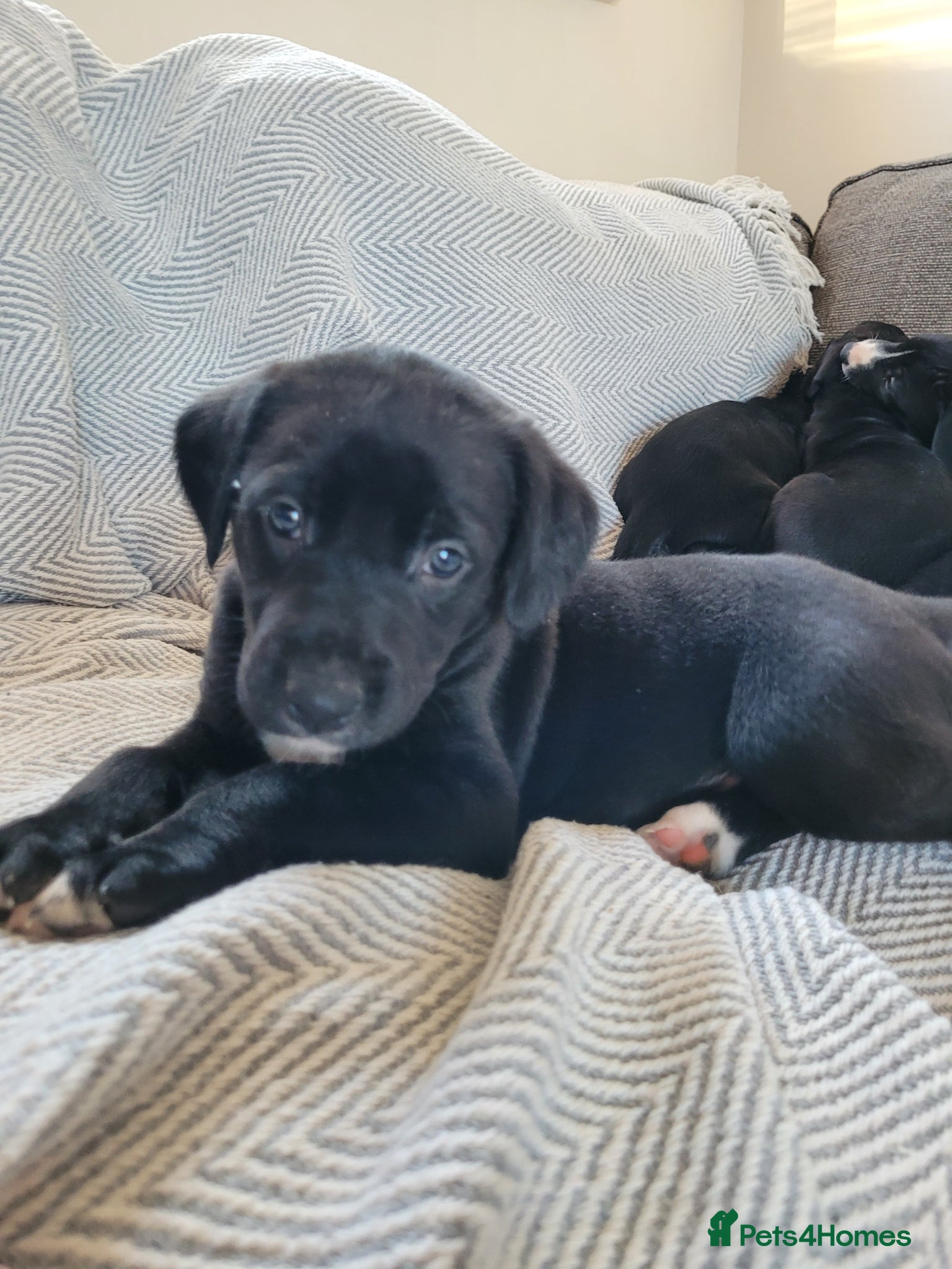 Lurcher dogs Greyhound x Lurcher Pups - Advert 1