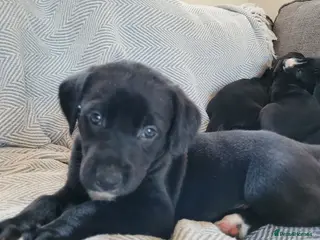 Lurcher dogs Greyhound x Lurcher Pups - Advert 1