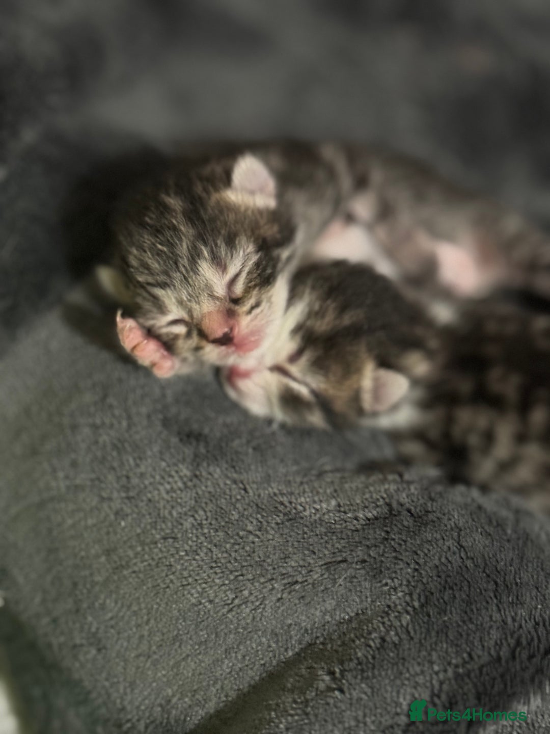 Domestic Shorthair cats for sale: Tabby kittens  - Advert 3