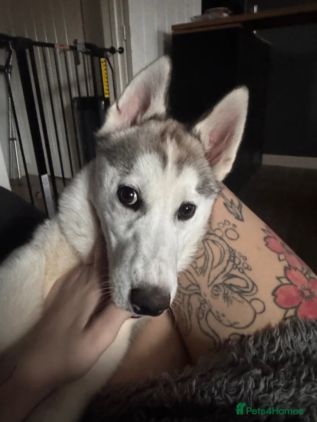 Siberian Husky dogs for sale: Siberian husky pup in Witney - Advert 2