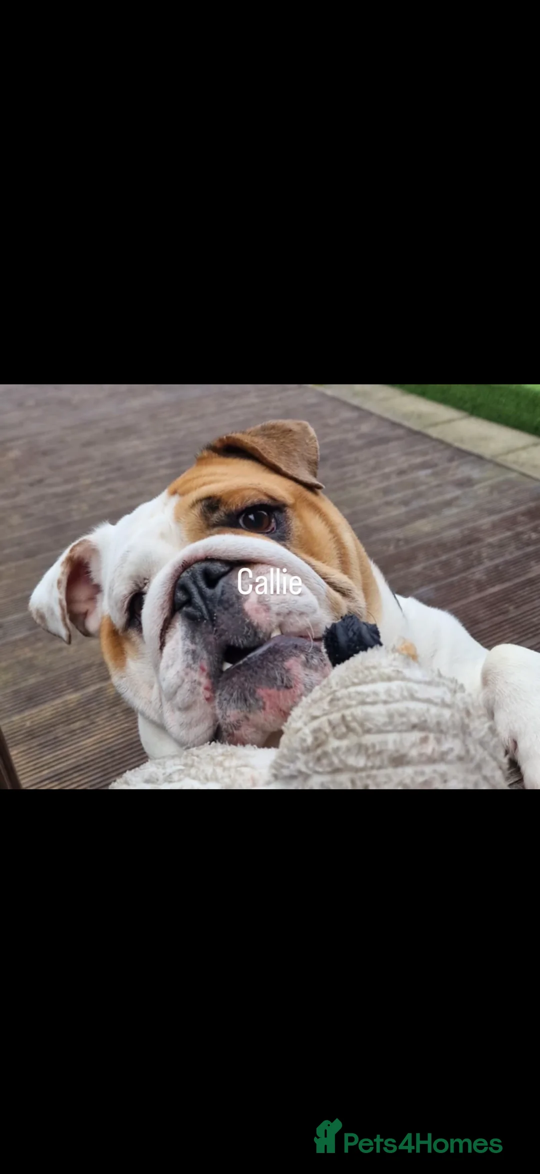 English Bulldog dogs for sale: English bulldogs male / female  - Advert 1