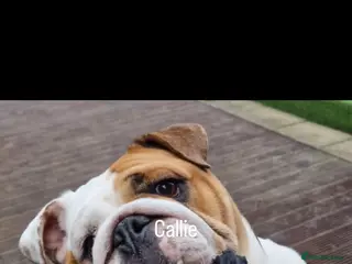 English Bulldog dogs English bulldogs male / female - Advert 5