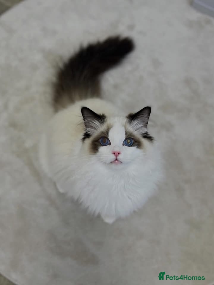 Ragdoll cats Beautiful, Cuddly Ragdoll Boy - Advert 12
