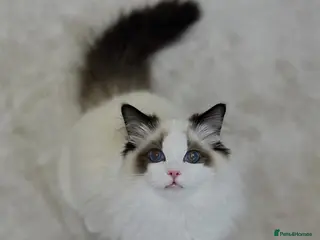 Ragdoll cats Beautiful, Cuddly Ragdoll Boy - Advert 12