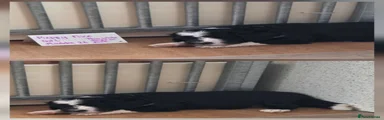 Puppy 5